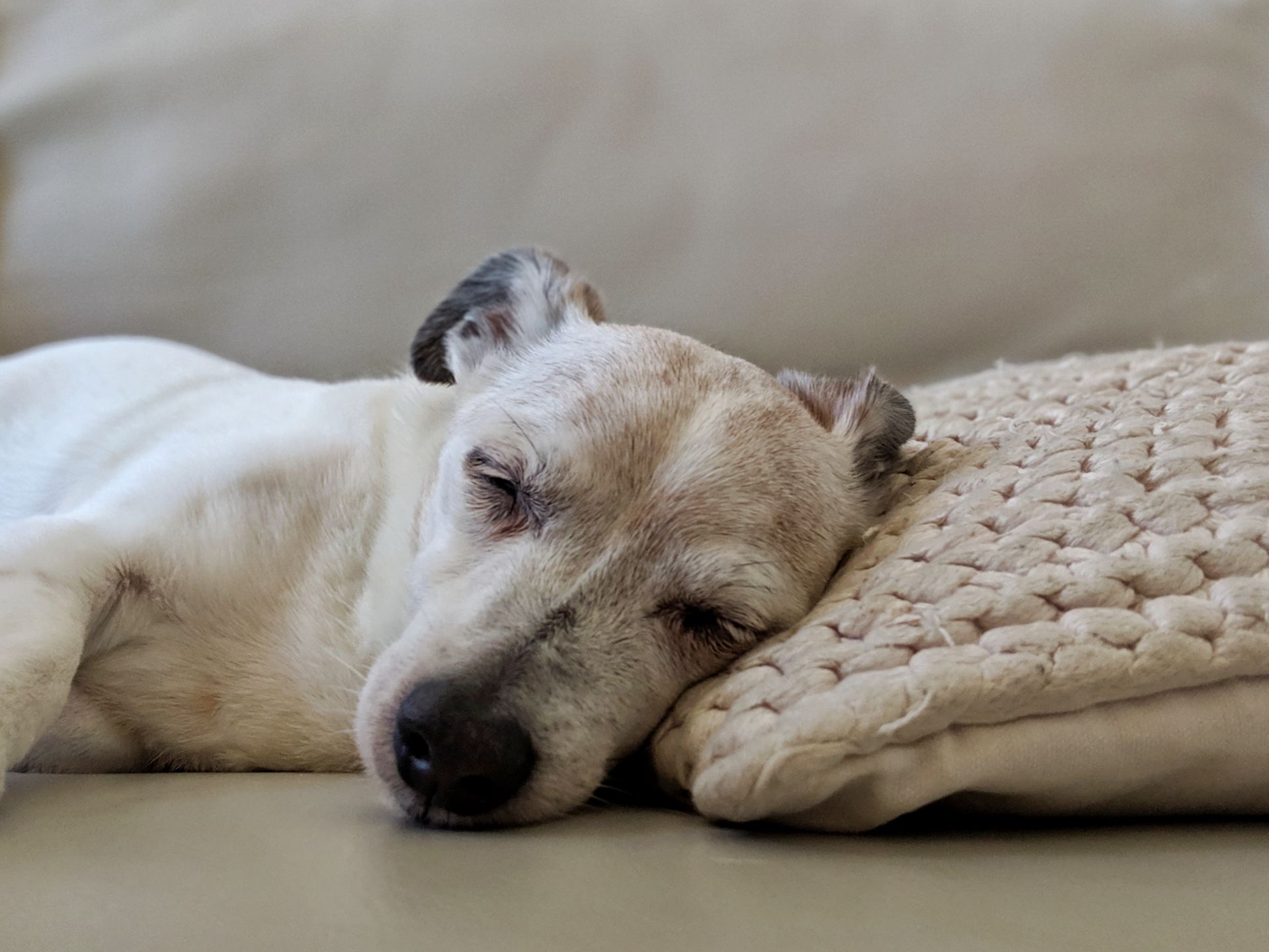 Milo sleeps while we write articles