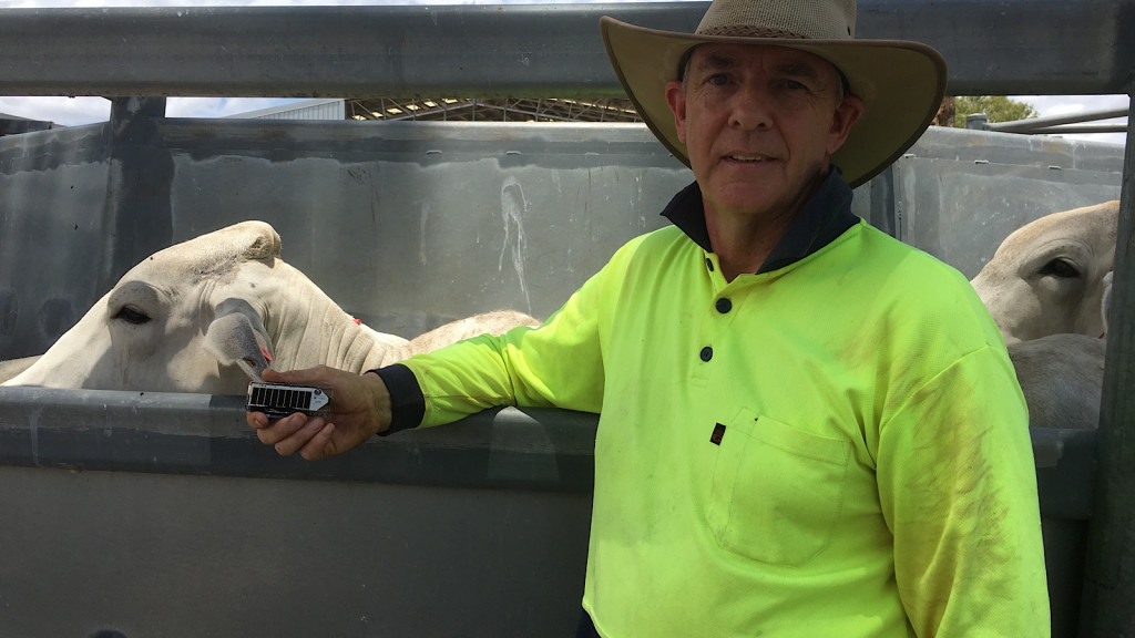 CSIRO Ceres Tag for cows