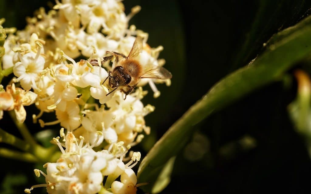 A macro shot of a bee. Credit: Leigh :) Stark