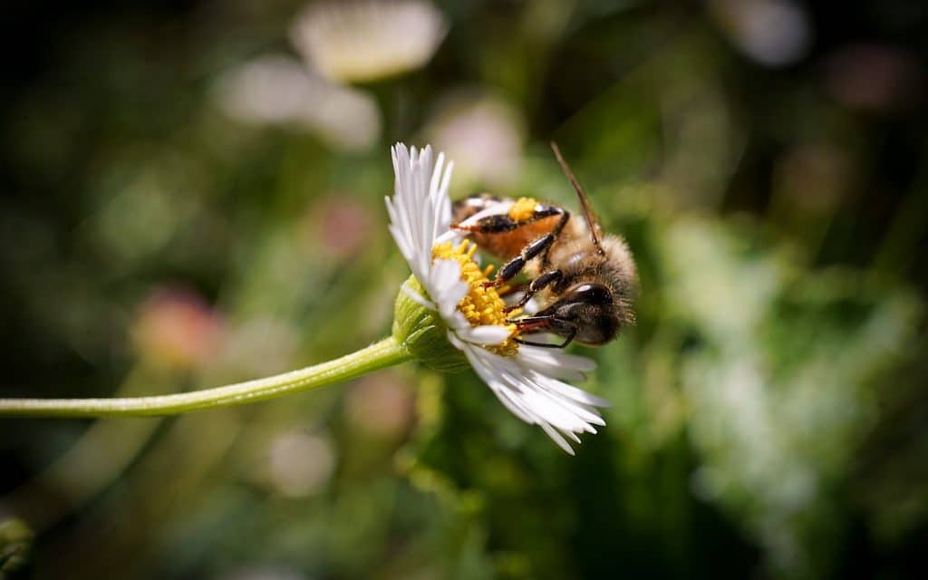 A macro shot of a bee. Credit: Leigh :) Stark