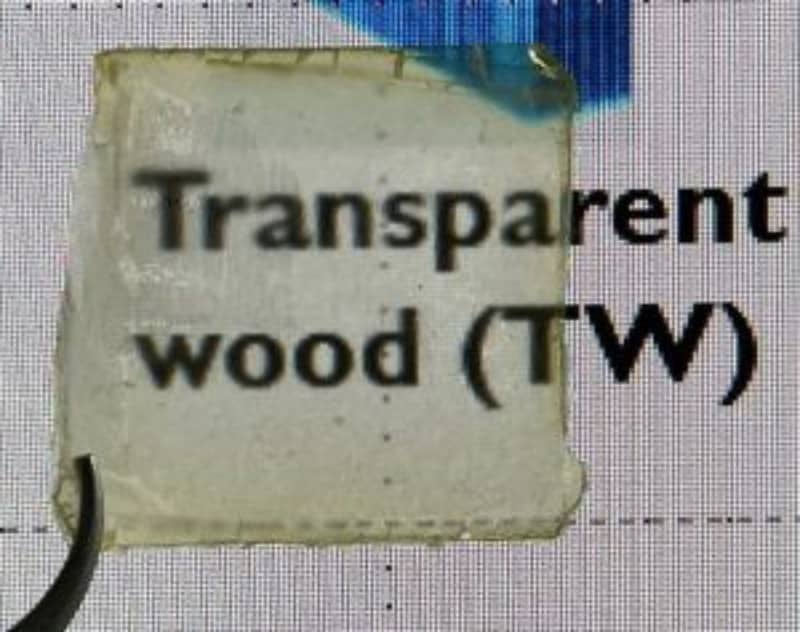 transparent-wood-2025